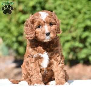 June, Cavapoo Puppy